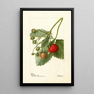 Deborah Griscom Passmore - Fragaria Thompson.webp