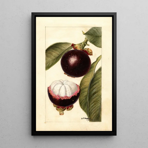 Maalauksen jäljennös Garcinia mangostana - Deborah Griscom Passmore