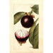 Maalauksen jäljennös Garcinia mangostana - Deborah Griscom Passmore