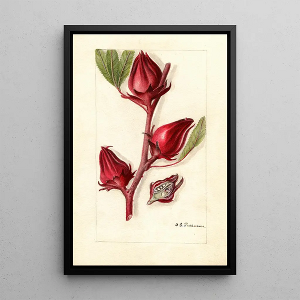 Hibiscus sabdariffa Victor - Deborah Griscom Passmore — kehystetty taideteos seinällä