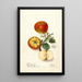 Malus domestica - Deborah Griscom Passmore — kehystetty taideteos seinällä
