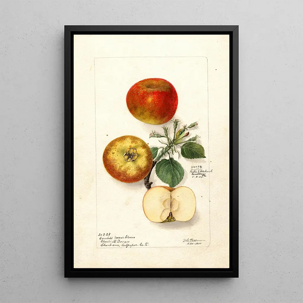 Malus domestica - Deborah Griscom Passmore — kehystetty taideteos seinällä