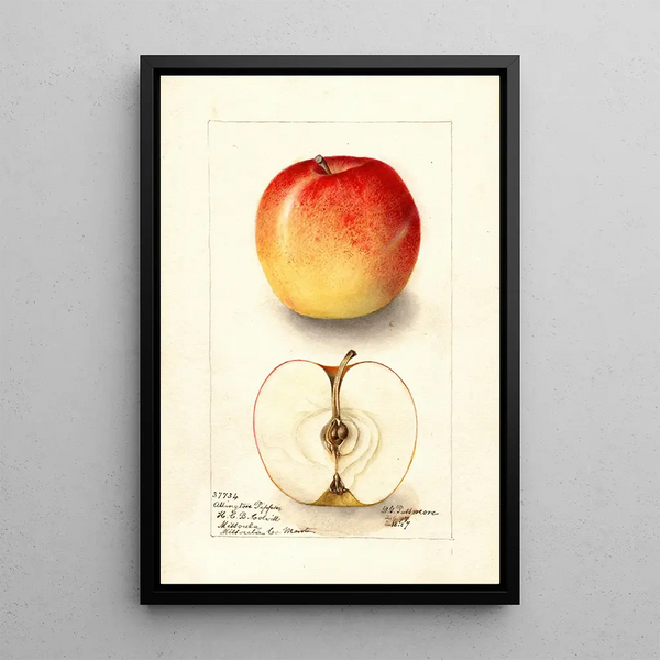 Maalauksen jäljennös Malus domestica Allington Pippin - Deborah Griscom Passmore