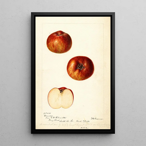 Maalauksen jäljennös Malus domestica kukkimaton - Deborah Griscom Passmore