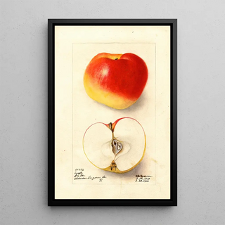 Deborah Griscom Passmore - Malus domestica Ewalt.webp