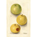 Malus domestica Grimes - Deborah Griscom Passmore — näkymä teoksesta