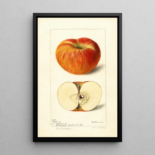 Maalauksen jäljennös Malus domestica Ralls - Deborah Griscom Passmore