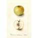 Malus domestica Spohr - Deborah Griscom Passmore — näkymä teoksesta
