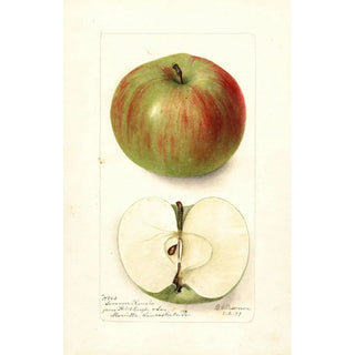 Deborah Griscom Passmore - Malus domestica Summer Rambo.webp