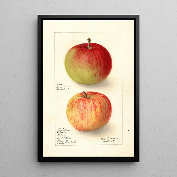 Maalauksen jäljennös Malus domestica Wealthy - Deborah Griscom Passmore
