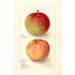 Maalauksen jäljennös Malus domestica Wealthy - Deborah Griscom Passmore