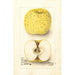 Malus domestica White Pippin - Deborah Griscom Passmore — näkymä teoksesta