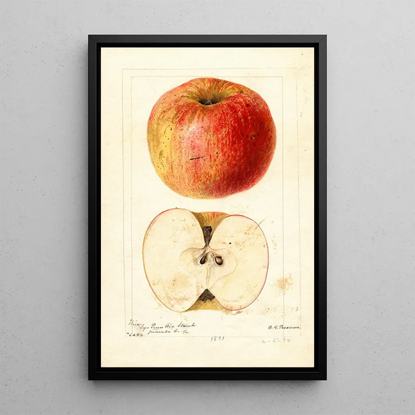 Maalauksen jäljennös Malus domestica -viini - Deborah Griscom Passmore
