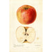 Maalauksen jäljennös Malus domestica -viini - Deborah Griscom Passmore
