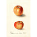 Malus domestica Winesap - Deborah Griscom Passmore — näkymä teoksesta