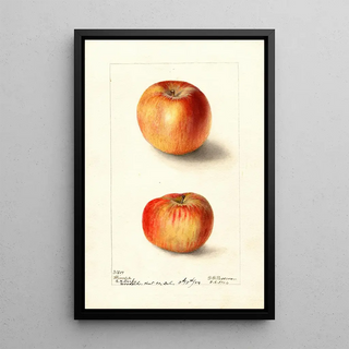 Deborah Griscom Passmore - Malus domestica Winesap.webp
