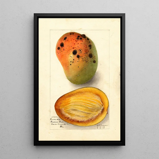 Deborah Griscom Passmore - Mangifera indica Ennuria.webp