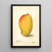 Mangifera indica General Gordon - Deborah Griscom Passmore — kehystetty taideteos seinällä