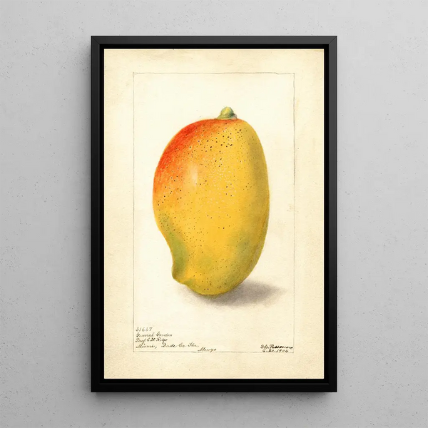 Mangifera indica General Gordon - Deborah Griscom Passmore — kehystetty taideteos seinällä