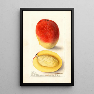 Deborah Griscom Passmore - Mangifera indica Mulgoba.webp