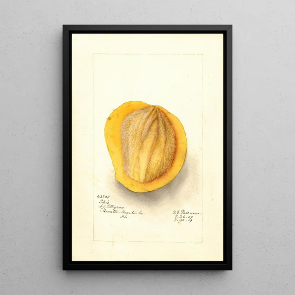Maalauksen jäljennös Mangifera indica Peters - Deborah Griscom Passmore