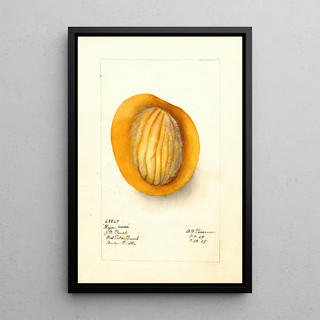 Deborah Griscom Passmore - Mangifera indica Raja Purra.webp