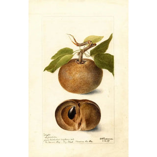 Deborah Griscom Passmore - Manilkara zapota.webp