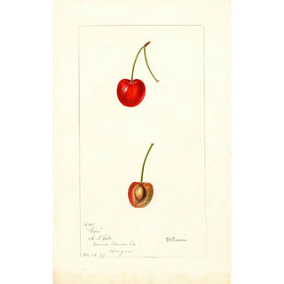 Deborah Griscom Passmore - Prunus avium Geer.webp