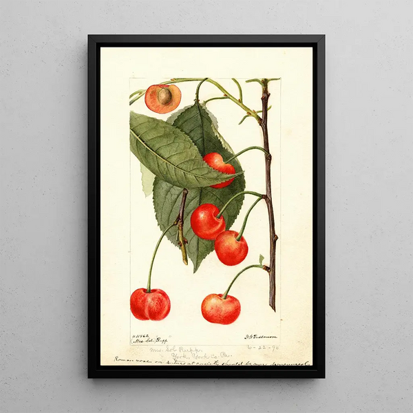 Prunus avium Rupp - Deborah Griscom Passmore — kehystetty taideteos seinällä