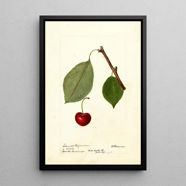 Maalauksen jäljennös Prunus avium Schmidt Bigarreau - Deborah Griscom Passmore