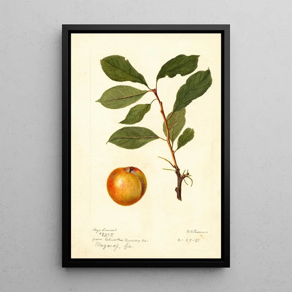 Maalauksen jäljennös Prunus domestica - Deborah Griscom Passmore