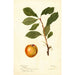Maalauksen jäljennös Prunus domestica - Deborah Griscom Passmore