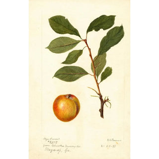 Deborah Griscom Passmore - Prunus domestica.webp