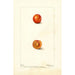 Prunus domestica Eagle - Deborah Griscom Passmore — näkymä teoksesta