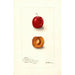 Maalauksen jäljennös Prunus domestica Forewattamie - Deborah Griscom Passmore