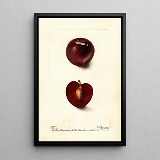 Deborah Griscom Passmore - Prunus domestica Fraud.webp