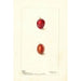 Prunus domestica Heaton - Deborah Griscom Passmore — näkymä teoksesta