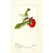 Prunus domestica Lannix - Deborah Griscom Passmore — näkymä teoksesta