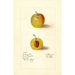 Prunus domestica McLaughlin - Deborah Griscom Passmore — näkymä teoksesta