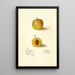 Prunus domestica McLaughlin - Deborah Griscom Passmore — kehystetty taideteos seinällä