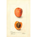 Maalauksen jäljennös Prunus domestica Montgamet - Deborah Griscom Passmore
