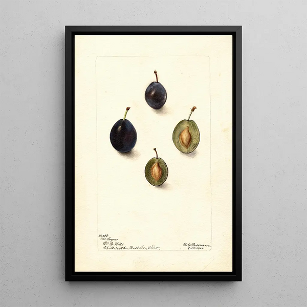 Prunus domestica Mt - Deborah Griscom Passmore — kehystetty taideteos seinällä