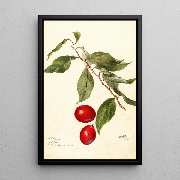 Prunus domestica Sophie - Deborah Griscom Passmore — kehystetty taideteos seinällä