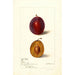 Maalauksen jäljennös Prunus domestica Yamhill - Deborah Griscom Passmore