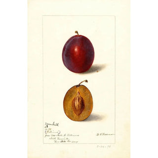 Deborah Griscom Passmore - Prunus domestica Yamhill.webp