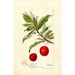 Maalauksen jäljennös Prunus domestica Yosobe - Deborah Griscom Passmore