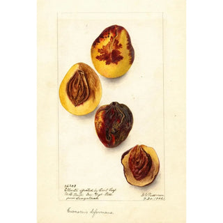 Deborah Griscom Passmore - Prunus persica Elberta.webp