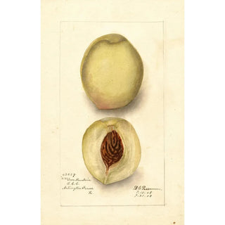 Deborah Griscom Passmore - Prunus persica Iron Mountain.webp