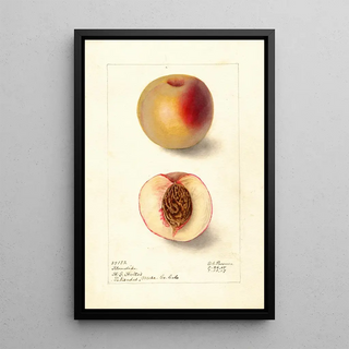 Deborah Griscom Passmore - Prunus persica Klondike.webp