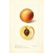 Maalauksen jäljennös Prunus persica Mammoth Strawberry - Deborah Griscom Passmore